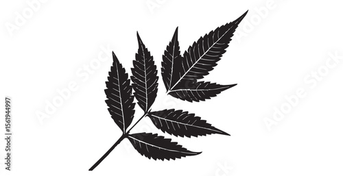 Detailed black and white silhouette of a compound leaf with intricate vein patterns