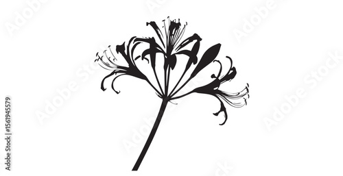Delicate agapanthus flower silhouette against a bright white background