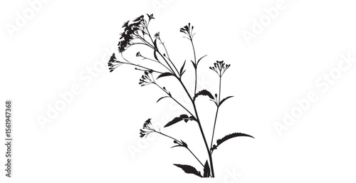 Delicate wild plant with small flowers and leaves in stark black and white silhouette
