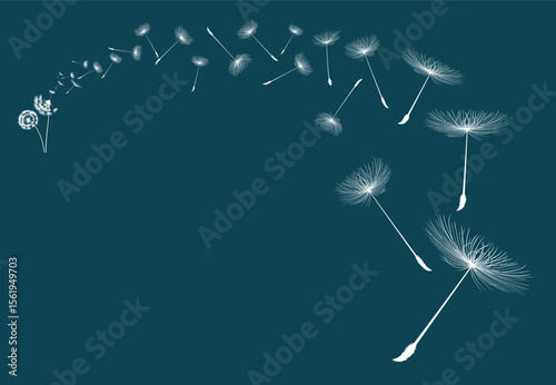 Vector illustration dandelion seed blowing in the wind. Dandelion on a blue background.