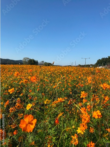 노랑 코스모스