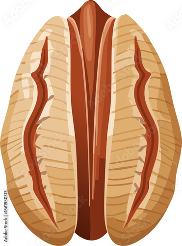 Realistic Pecan Nut Kernel – Brown Edible Nut Vector Illustration