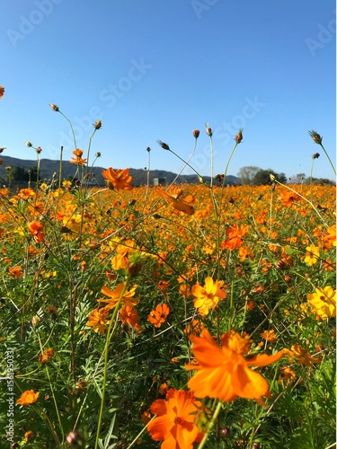노랑 코스모스2
