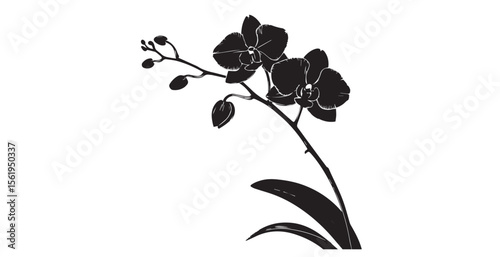 Elegant black orchid flowers and buds on a stem silhouette