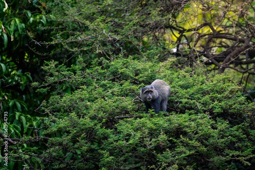 Photography Blue monkey in dense forest – Lake Manyara, Tanzania