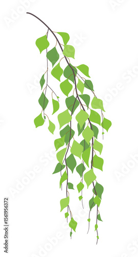 Simple Green Weeping Birch Branch.
