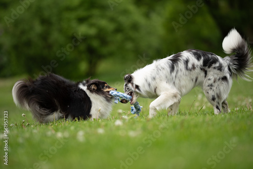 Photography Two dogs playfully tug on a toy in a verdant park during spring