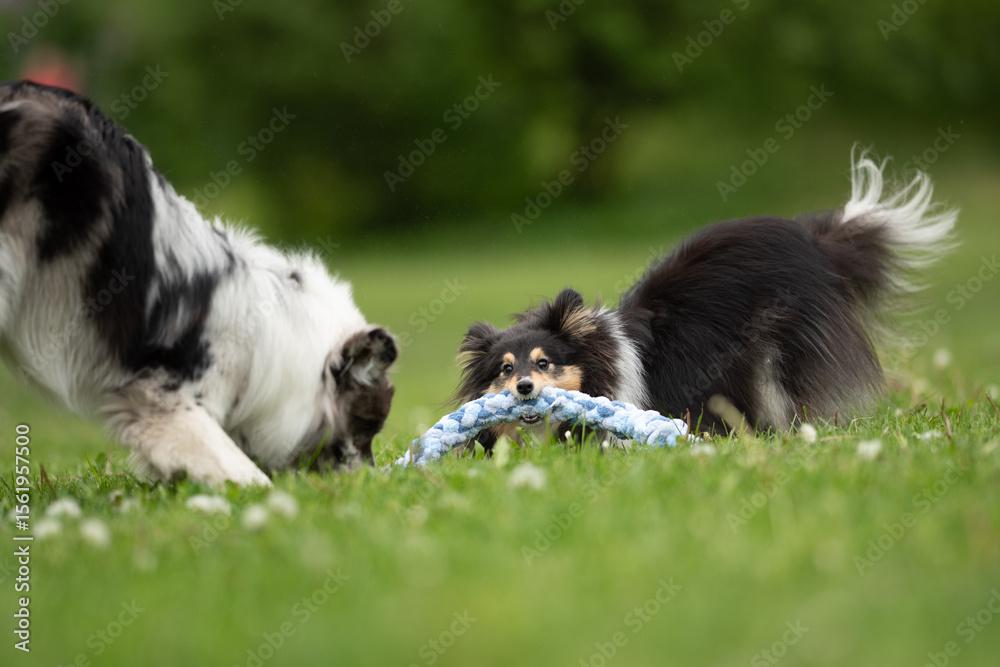 Fototapeta premium Two friendly dogs, a merle Border Collie and a fluffy Sheltie, happily play with a rope toy on a lush green park field during a sunny spring day filled with joy