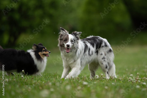 Photography A merle Border Collie and a Sheltie play together in a vibrant spring park