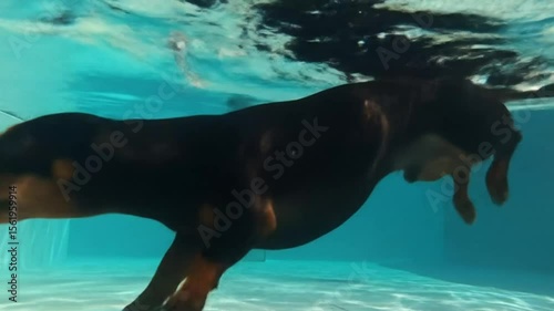 Dog underwater swimming pool