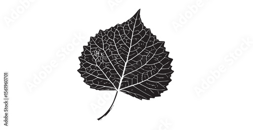 Detailed close up of a black and white aspen leaf vein structure silhouette