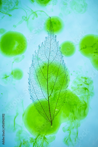 Leaf skeleton on a blue background tinted with green ink
