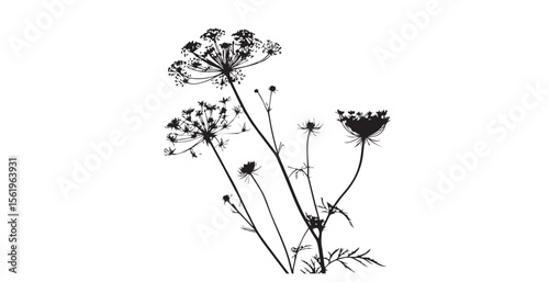 Delicate queen anne s lace flower cluster silhouette against a bright white background
