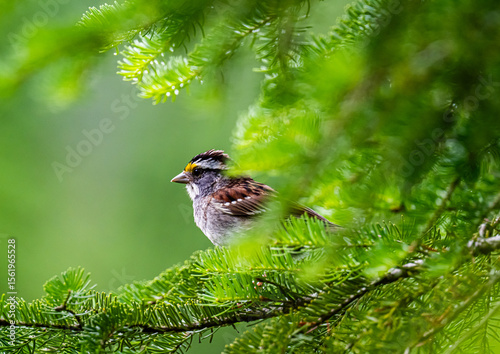 White throated sparrow on a pine branch