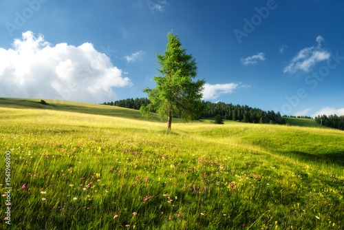 Fototapeta Naklejka Na Ścianę i Meble -  Bright green meadow with yellow flowers and lonely larch tree and a forest in the background under a blue sky with white clouds in the Alps at sunset. Dolomites, Italy. Landscape. Alpine meadows