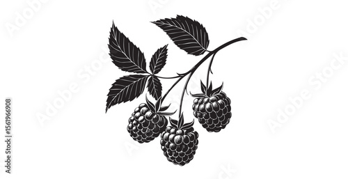 Black and white illustration of a raspberry branch with three ripe berries and leaves silhouette
