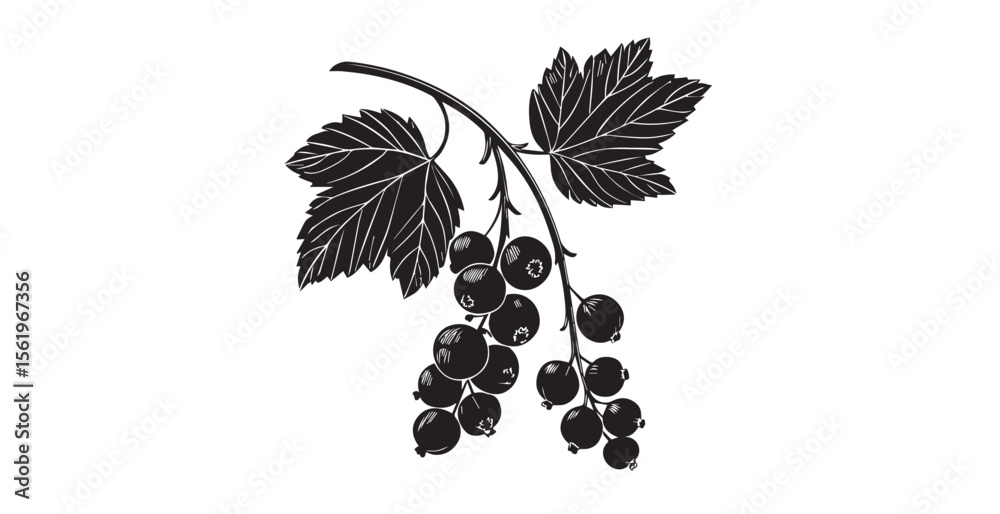 Fototapeta premium Detailed black and white illustration of a blackcurrant branch with leaves silhouette