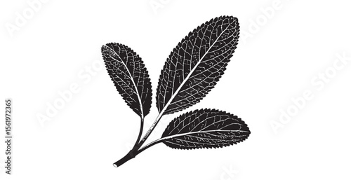 Detailed black and white sage leaves with intricate vein patterns silhouette