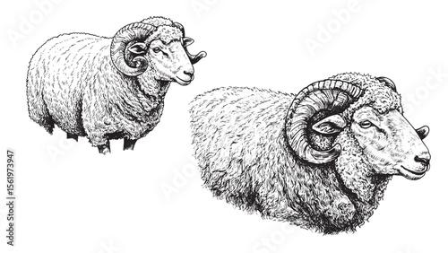 Wooly sheep with fleece drawn in engraved vintage style