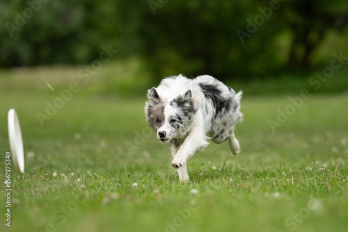 Canvas Print A playful merle Border Collie runs swiftly across the green grass in a park during springtime, enthusiastically chasing a frisbee