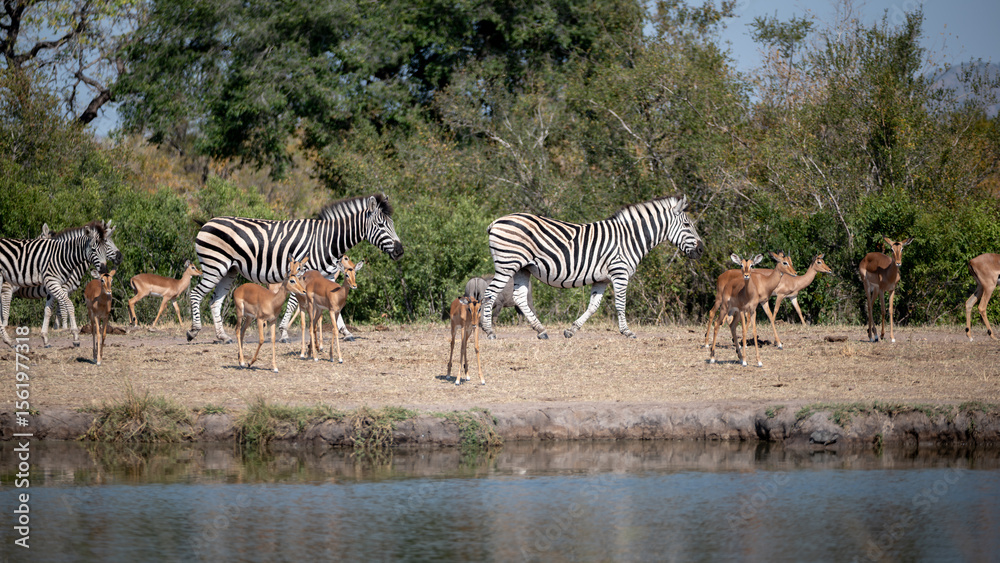 Obraz premium A Burchell’s zebra and Impala in procession as they approach a waterhole for a drink.
