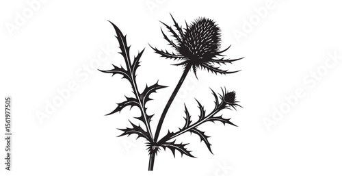 Detailed black and white silhouette of a blooming thistle plant with sharp thorns