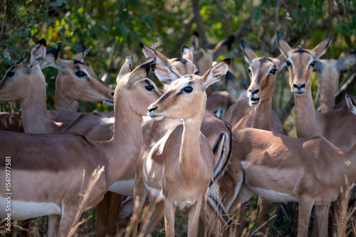 Impala herd crowding together on high alert with all members searching the surrounding bush for danger.
