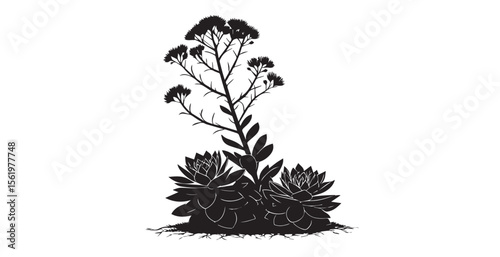 Detailed black and white silhouette of succulents and a flowering plant