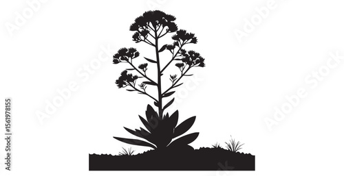 Tall flowering plant with dense blooms and broad leaves in silhouette