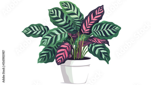 Exotic Prayer Plants with Patterned Leaves for Interior Design Inspiration