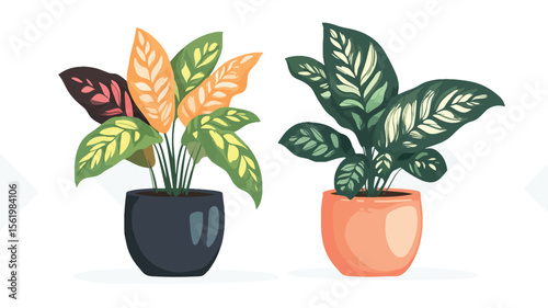 Exotic Prayer Plants with Vibrant Patterned Leaves for Indoor Decor