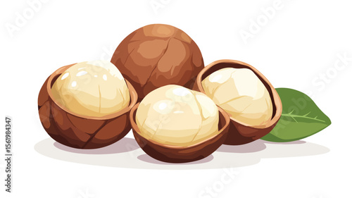 Fresh Raw Dry Macadamia Nuts in Nutshell - Premium Quality Image