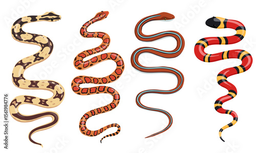vector drawing set of snake isolated at white background, pets, home reptiles, hand drawn illustration