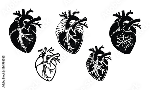 Anatomical Heart Vector Silhouettes for Medical and Graphic Design Use