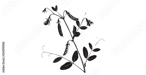 Detailed botanical illustration of a pea plant with pods and flowers silhouette
