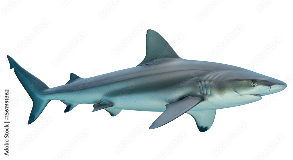 Naklejka premium Isolated Shark Aquatic Predator