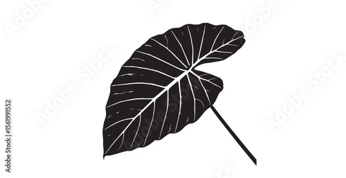 Dramatic black alocasia leaf with white veins in silhouette