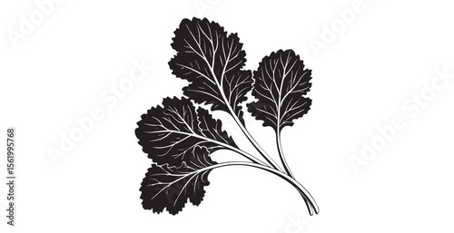 Detailed black and white illustration of kale leaves in silhouette