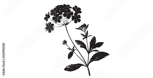 Detailed botanical illustration of a flowering plant with intricate leaves silhouette