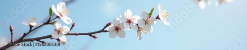 Delicate white cherry blossoms on a branch against a clear sky , spring, serene, image