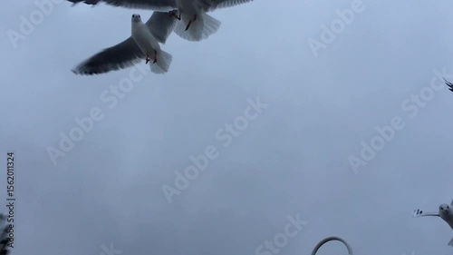 Seagulls in the air: white naval birds in front of the cloudy sky over Baltic sea.