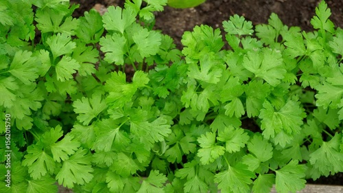 Wallpaper Mural Parsley Growing in the Greenhouse. Garden Area. Plant Nursery. Petroselinum Crispum is Grown. Green Background of Spicy Herbs, Close-up. Flat Leaf Italian Parsley Planting in a Row. Cilantro parsley Torontodigital.ca