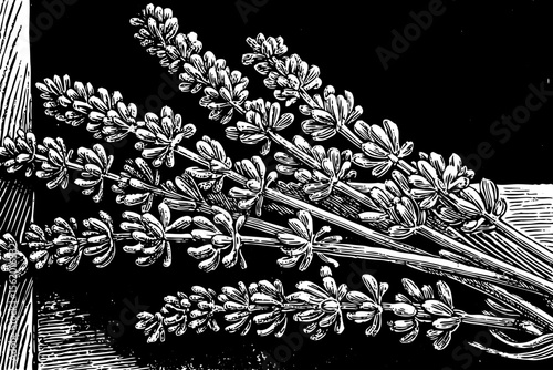 Lavender sprig with tiny blossoms and slender stem, perfect for aromatherapy labels, organic skincare branding, wedding stationery and subtle tattoos, a black and white line art