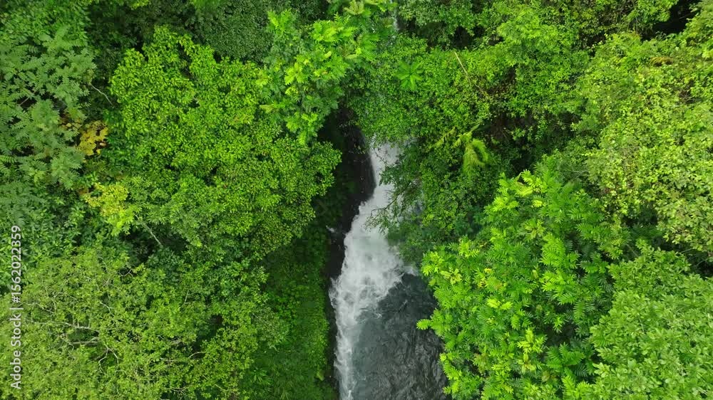 Peaceful Smooth Flight above Jungle Forest and Stream in Bali, Indonesia. Slow Fly above the Treetops, Tropical Landscape with Palms and Lush Green Vegetation. Peaceful Smooth Flight above Jungle Forest and Stream in Bali, Indonesia. Slow Fly above the Treetops, Tropical Landscape with Palms and Lush Green Vegetation.