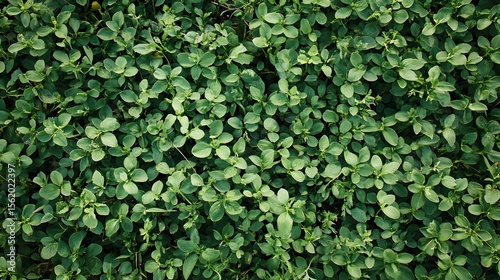 Wallpaper Mural Lush Green Leaf Background Texture Pattern Torontodigital.ca