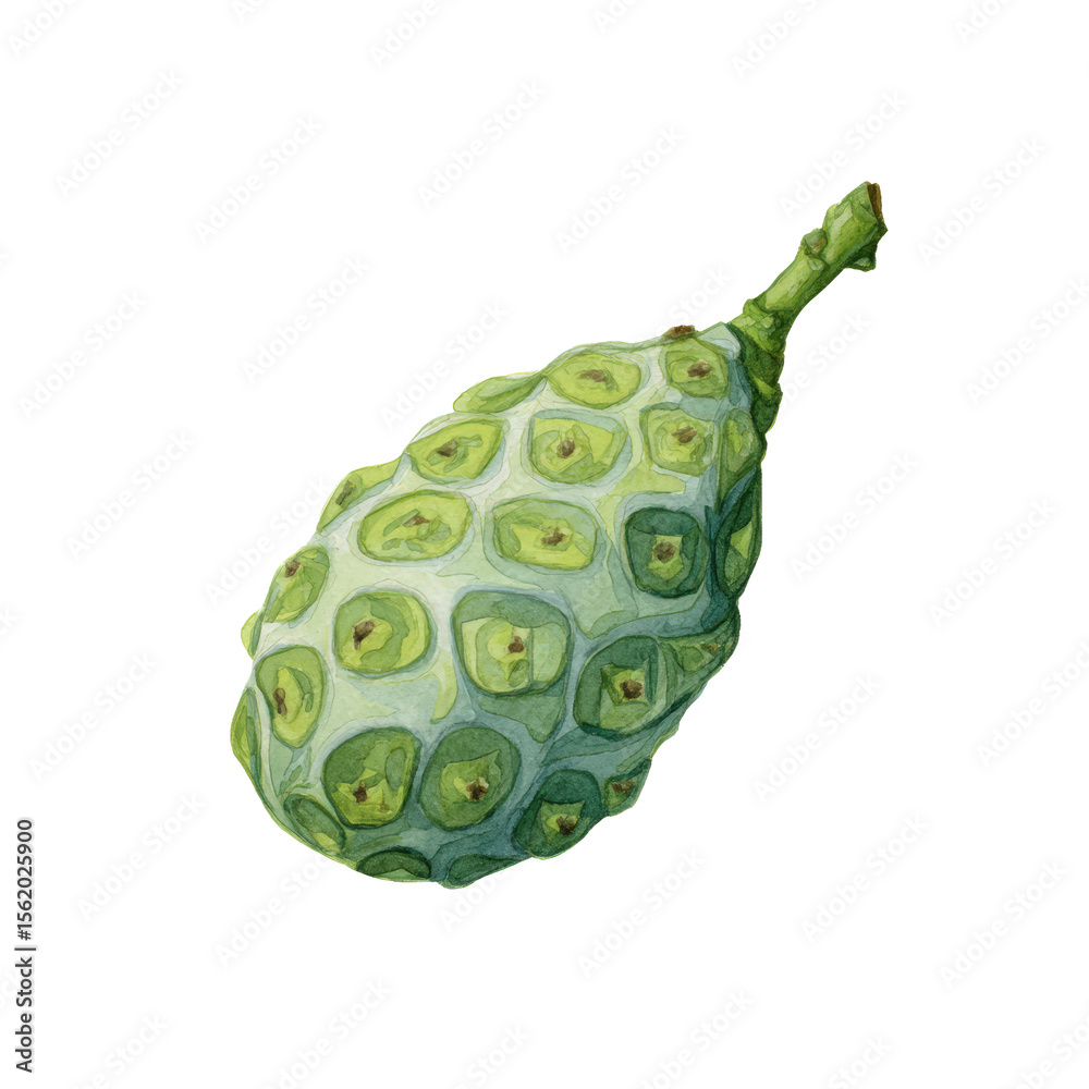 Naklejka premium Botanical watercolor fresh noni transparent background