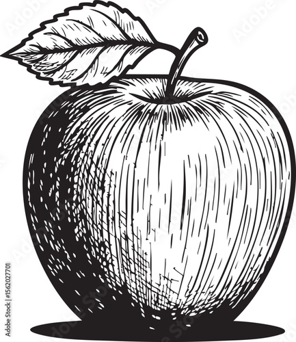 Black and white sketch of a single ripe apple with a stem and leaf