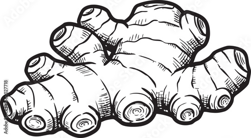 PrintHand drawn sketch of a fresh ginger root on a white background