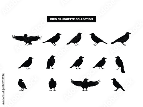 Vector Bird Silhouette Collection, Flying, Perching, and Soaring Birds for Graphic Design