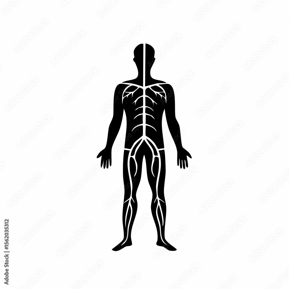 Fototapeta premium Human Blood Vessels Black Glyph Icon (Color Changes Available in SVG)